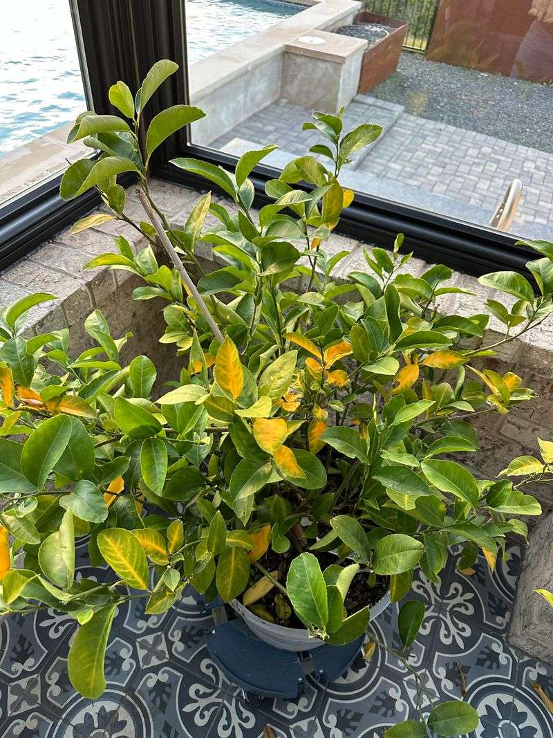 Yellowing Leaves Can Signal Iron Deficiency In Alkaline Soil