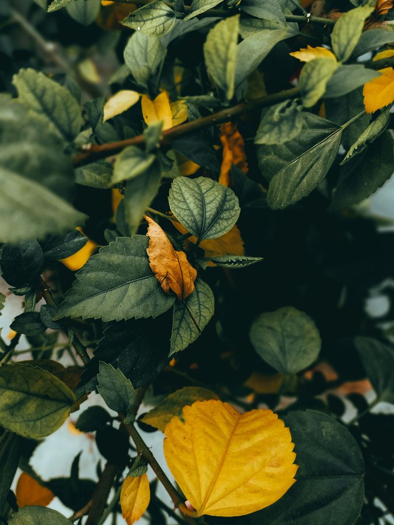 Yellowing Leaves That Start At The Base Yellowing Leaves That Start At The Base