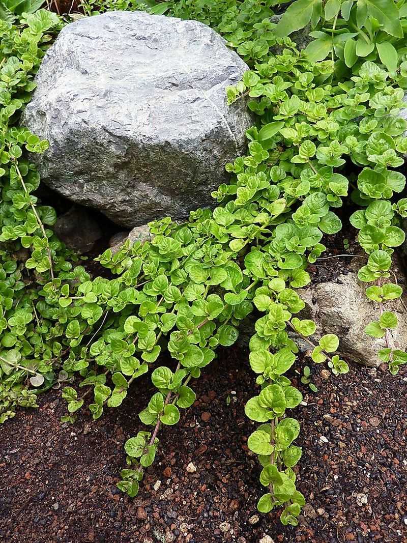 Yerba Buena