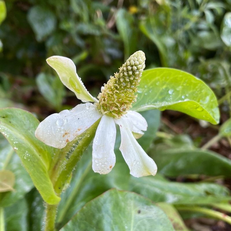 Yerba Mansa Helps Turn Damp Spots Into Habitat