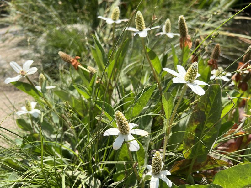 Yerba Mansa