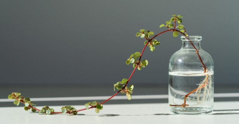 rooting plant cutting