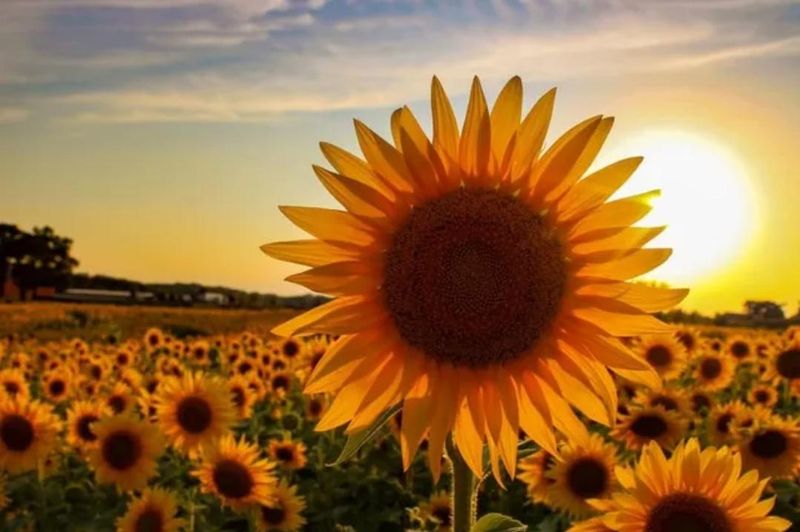 You Need To Understand Colorado's Climate And Growing Zones