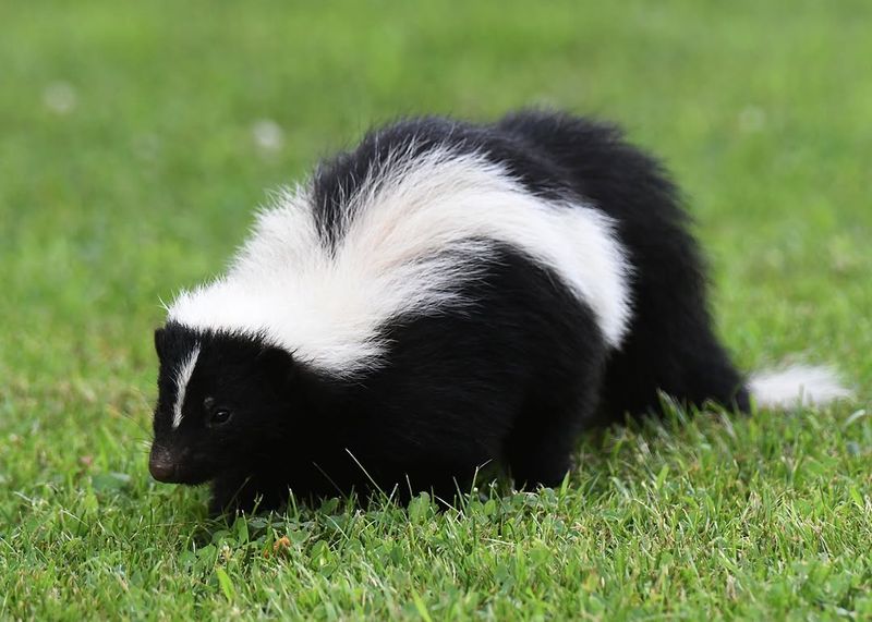 You Spotted Droppings Around Your Yard