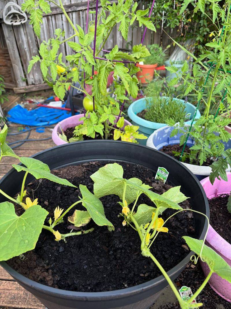 Young Cucumber Plants Are Especially Vulnerable