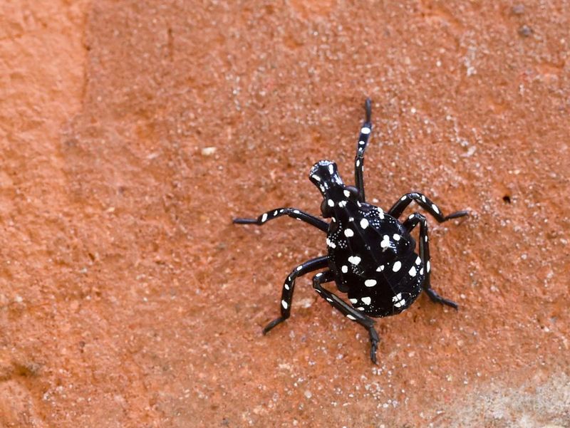 Young Lanternflies Look Like Tiny Spotted Black Bugs