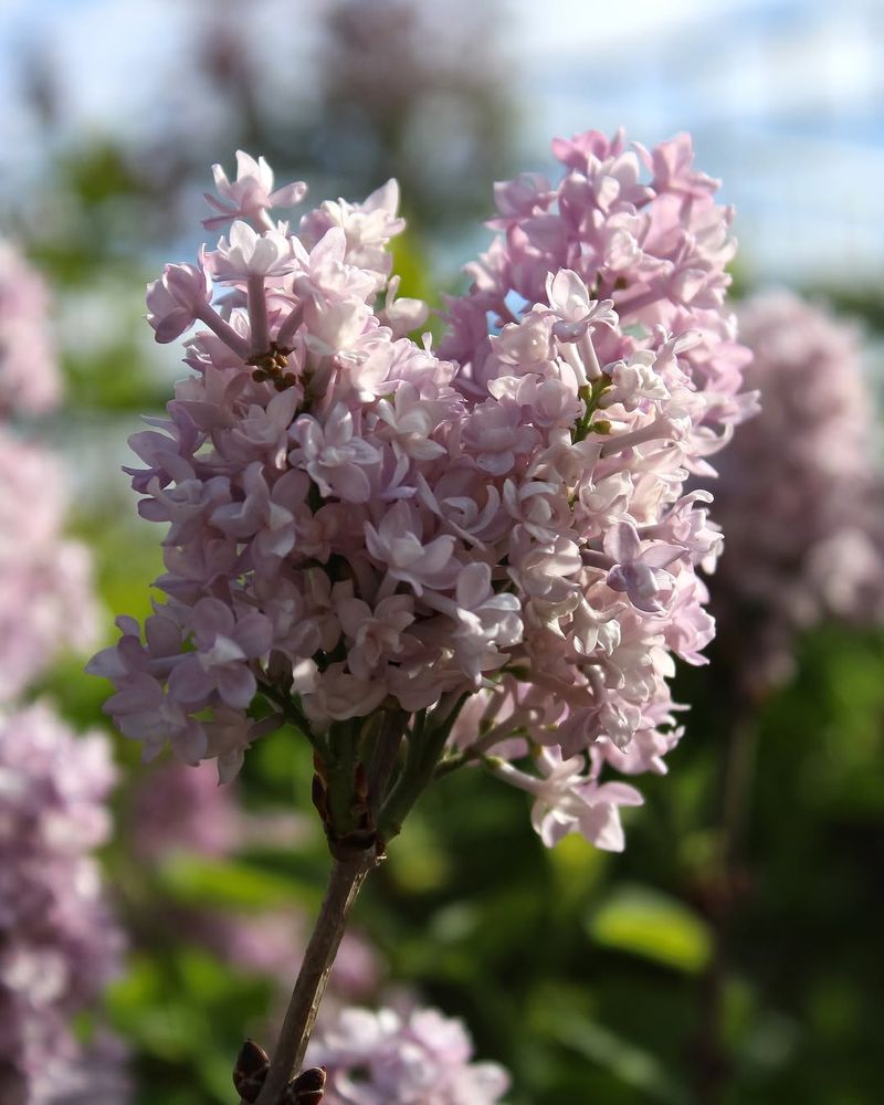 Young Lilacs Need Time Before They Bloom Reliably
