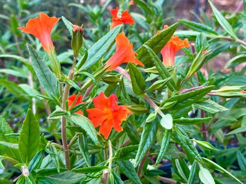 Young Native Plants