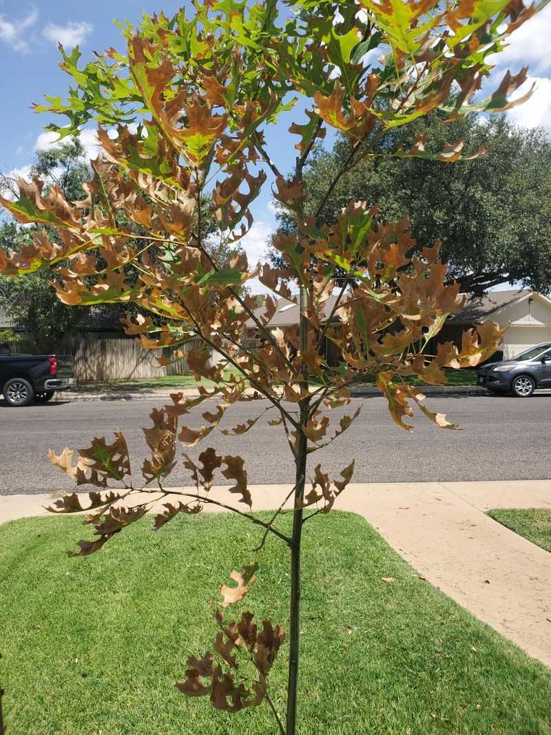 Young Or Recently Planted Trees Struggle First