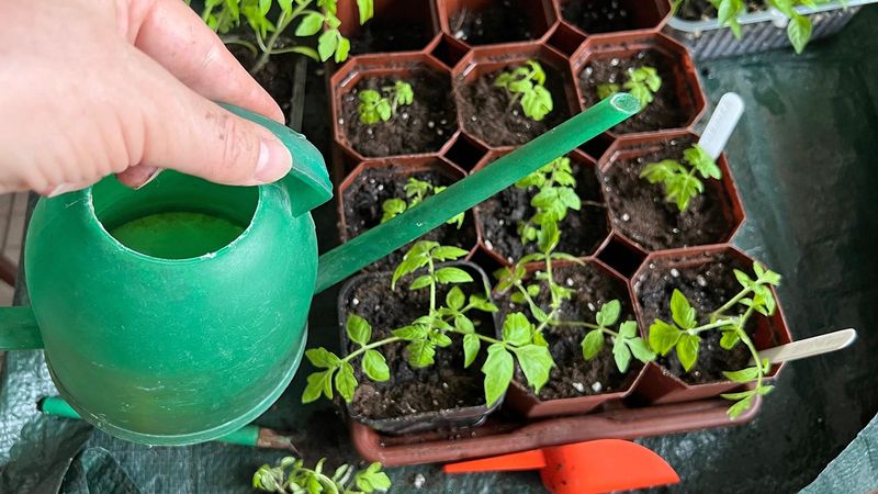 Young Plants Need More Frequent Moisture Checks