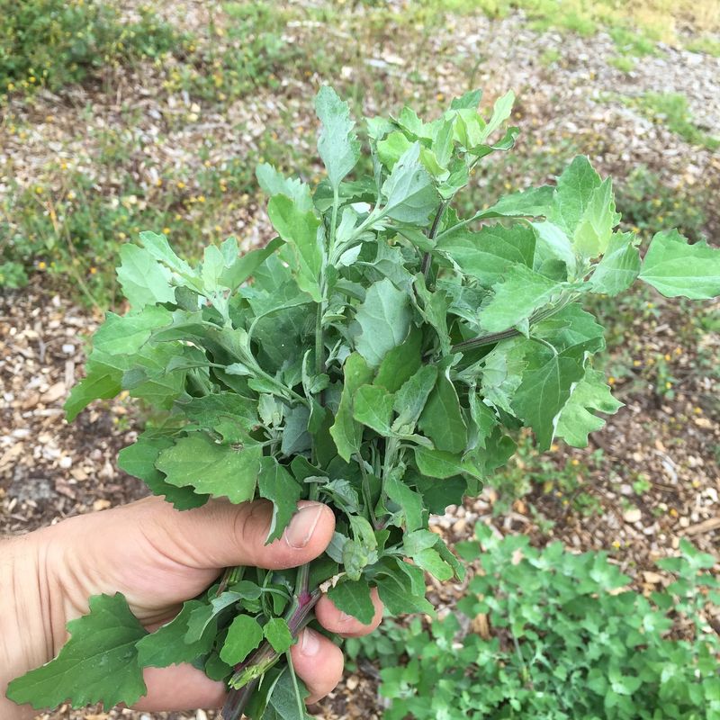 Young Plants Quietly Support Beneficial Insects