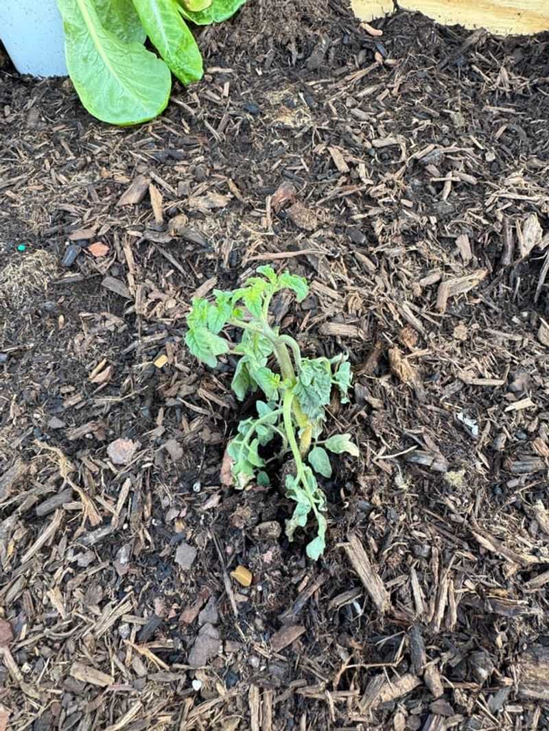 Young Plants Show Stress Faster Young Plants Show Stress Faster