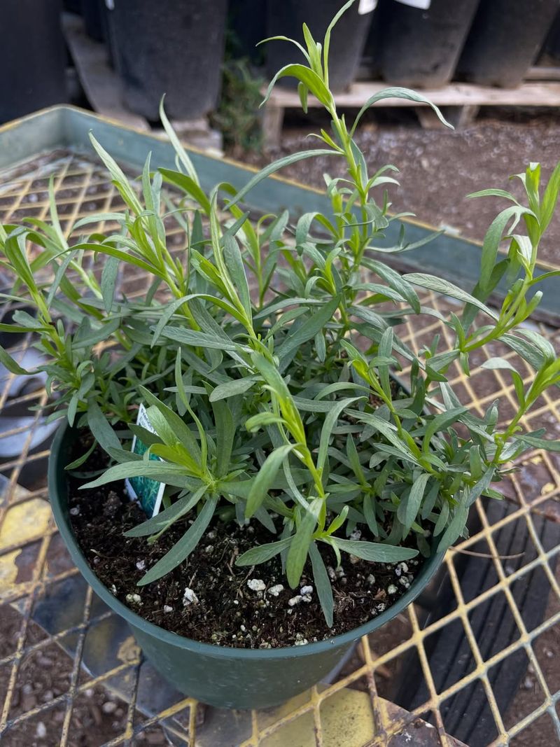 Young Plants Sometimes Burn In Late Spring Sun
