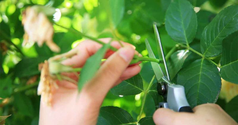 Young Stems Respond Better Than Woody Growth Young Stems Respond Better Than Woody Growth
