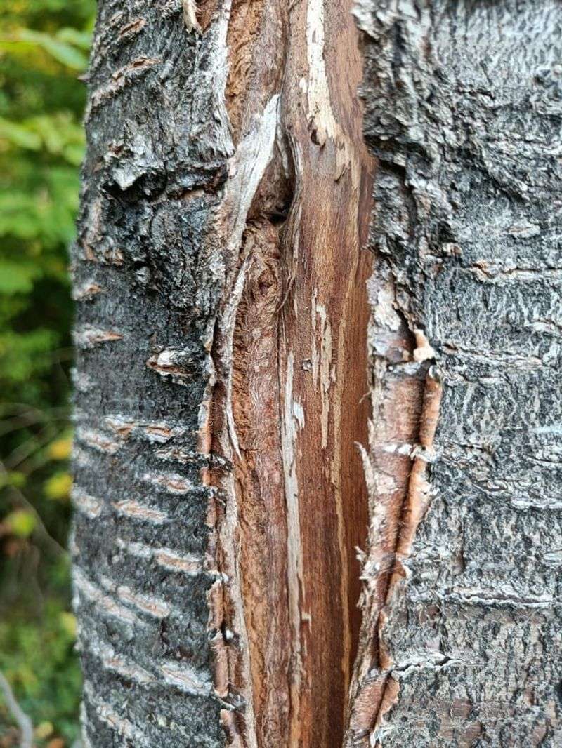 Young Tree Bark Can Burn Quickly In Intense Sunlight