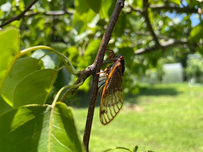 Young Trees Face More Damage During Egg Laying