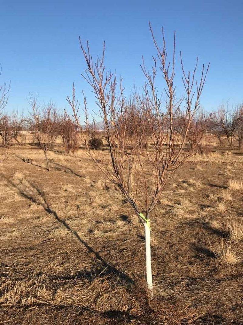 Young Trees Usually Need Protection Before Triple Digits Arrive