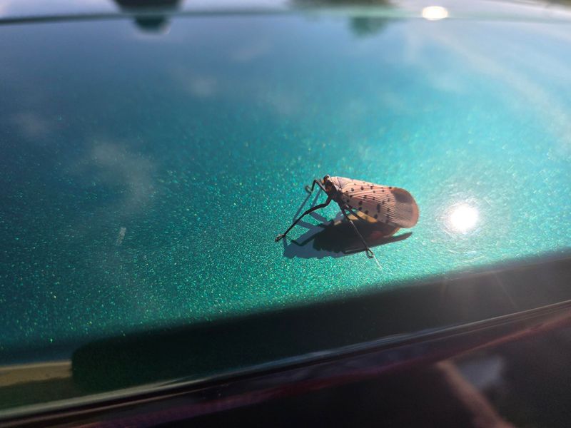 A Spotted Lanternfly on a car surface