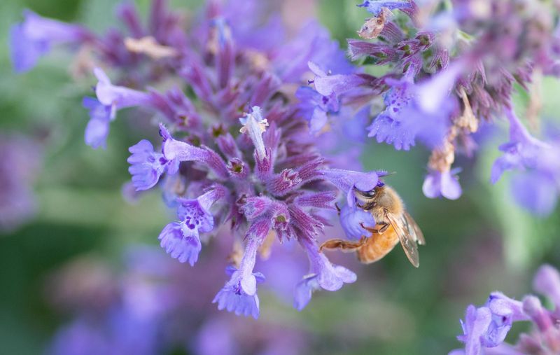 Catmint