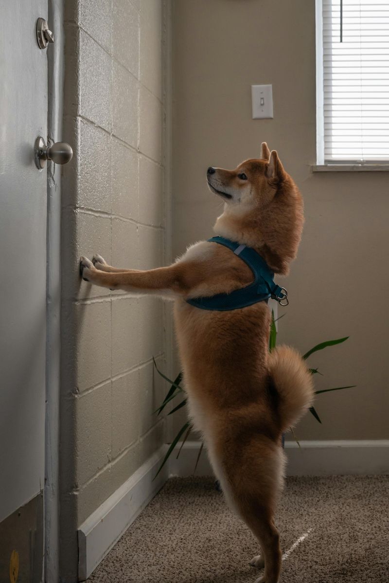 Your Dog Is Acting Frantic At The Back Door Your Dog Is Acting Frantic At The Back Door