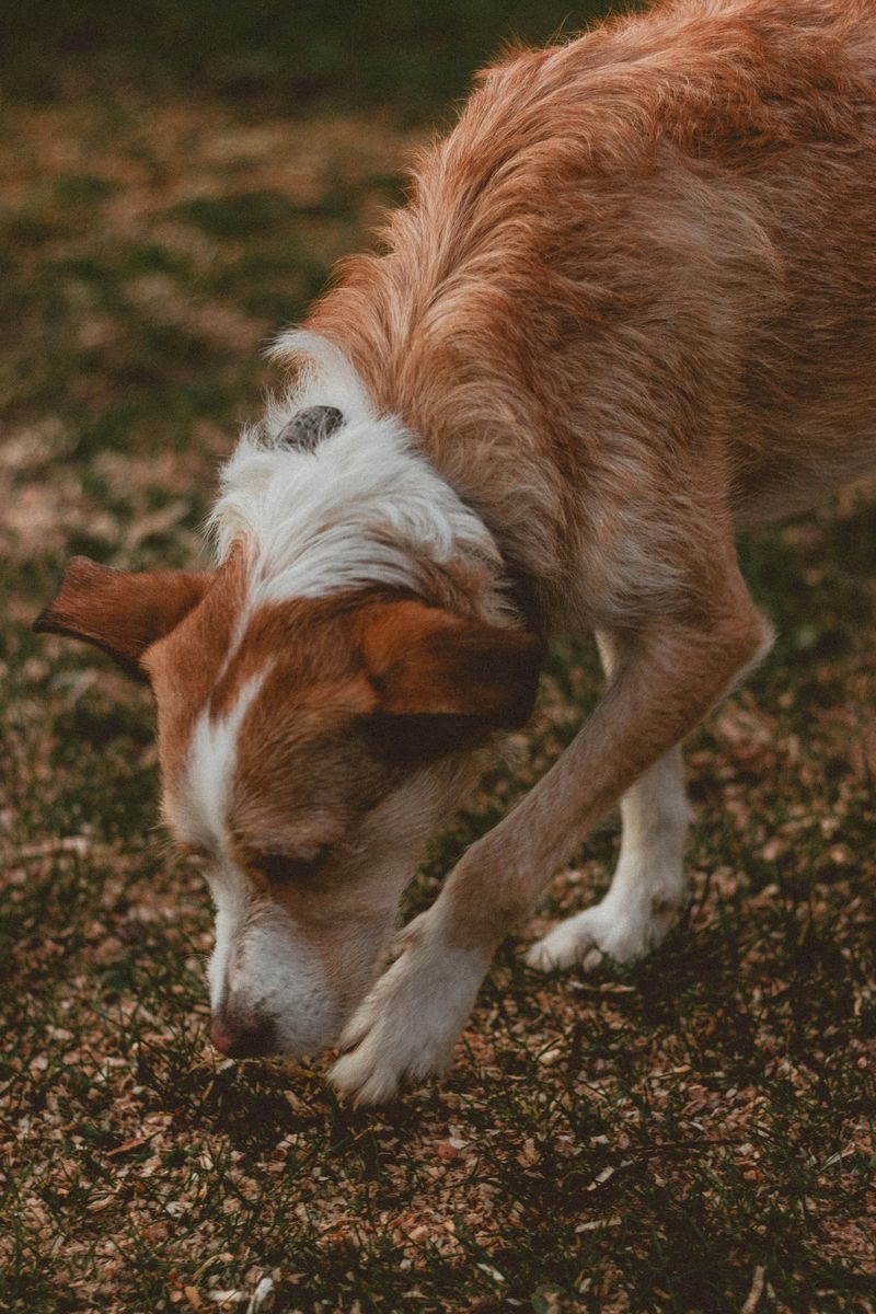 Your Dog Knew Before You Did