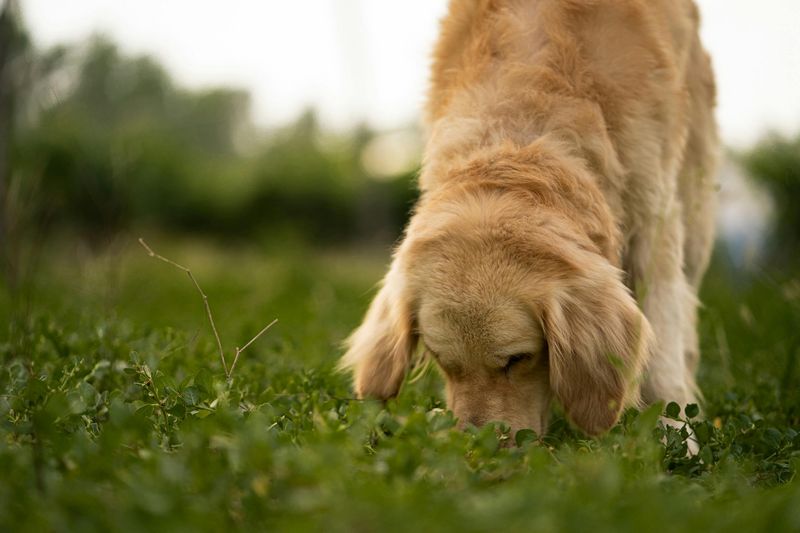 Your Dog Won't Stop Sniffing Around One Specific Spot