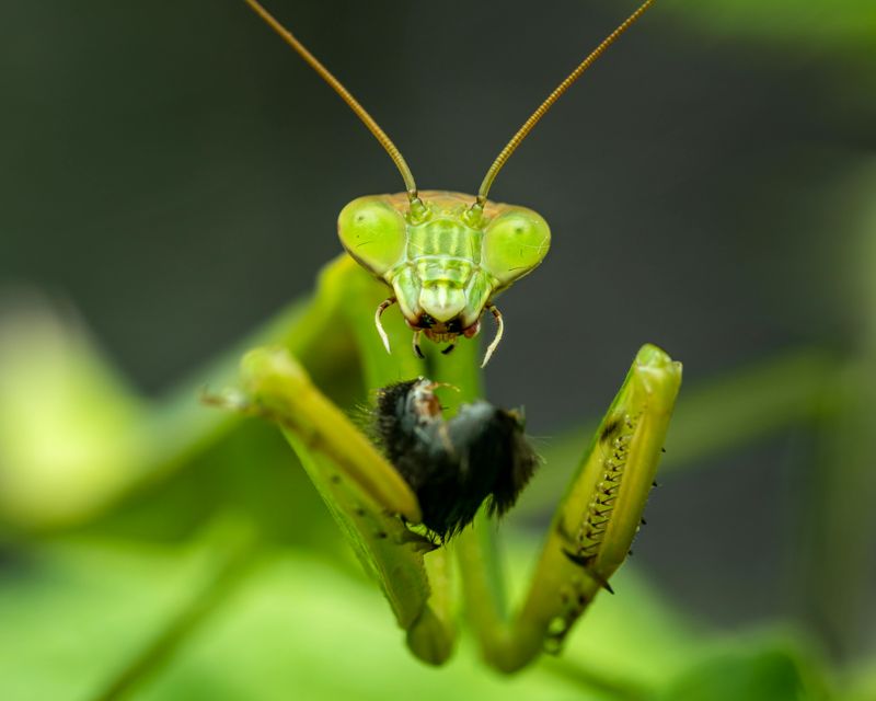 Your Garden Is Full Of Its Favorite Prey