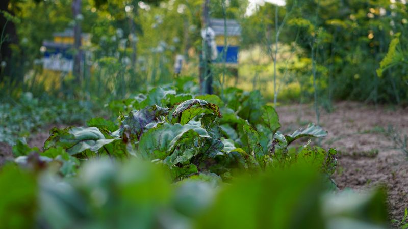 Your Garden Is Low On Pesticides