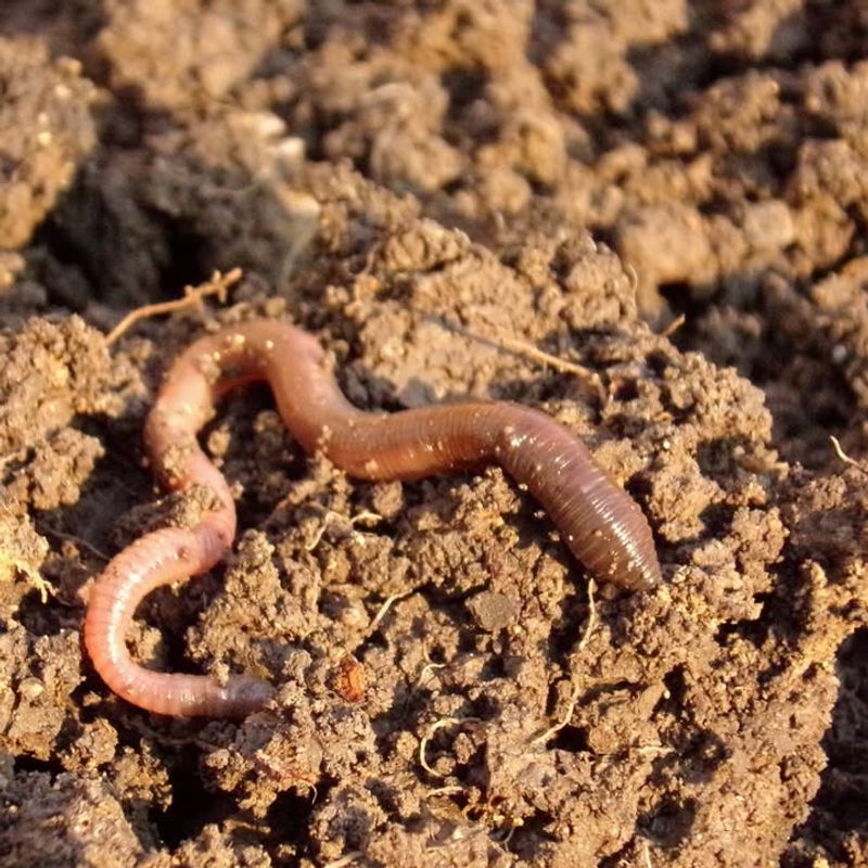 Your Grass Is Not The Target, Worms Are