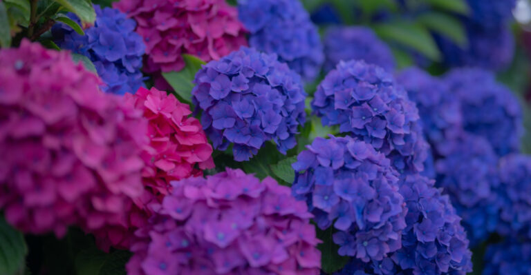 Your Indiana Hydrangeas Are Waking Up, And Here Are 12 Things To Do Right Now