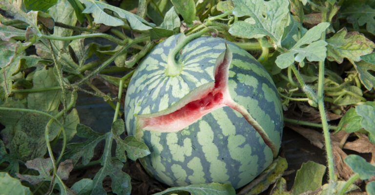 Your Indiana Watermelons Are Splitting, And Here Are The 10 Reasons Why