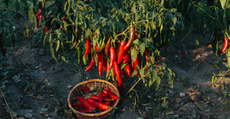 Your Iowa Pepper Plants Keep Dropping Flowers, And Here Is What Is Going Wrong