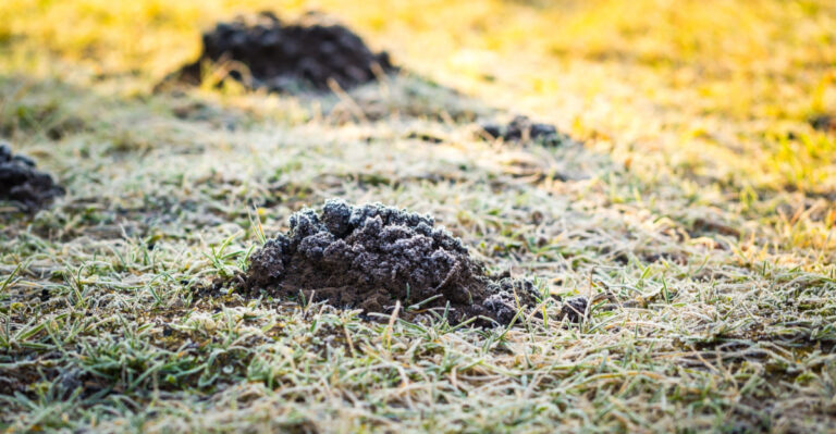 Your Kentucky Lawn Doesn’t Have To Lose Every Spring, Here’s Why Moles Win And How To Change It