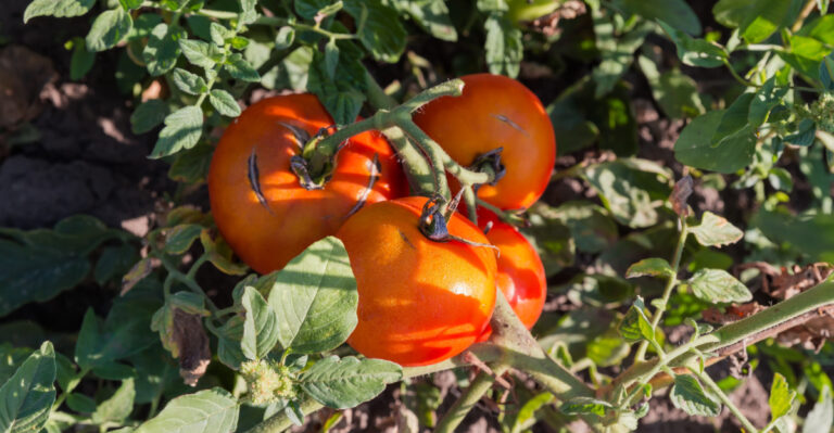 Your Kentucky Tomatoes Keep Splitting For These 7 Reasons And None Of Them Are The Rain