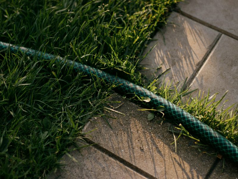 Your Lawn Has A Tick Entry Point