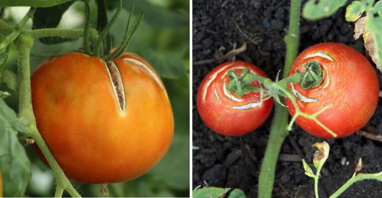 Your Maryland Garden Has A Tomato Problem And These Are The Reasons Why