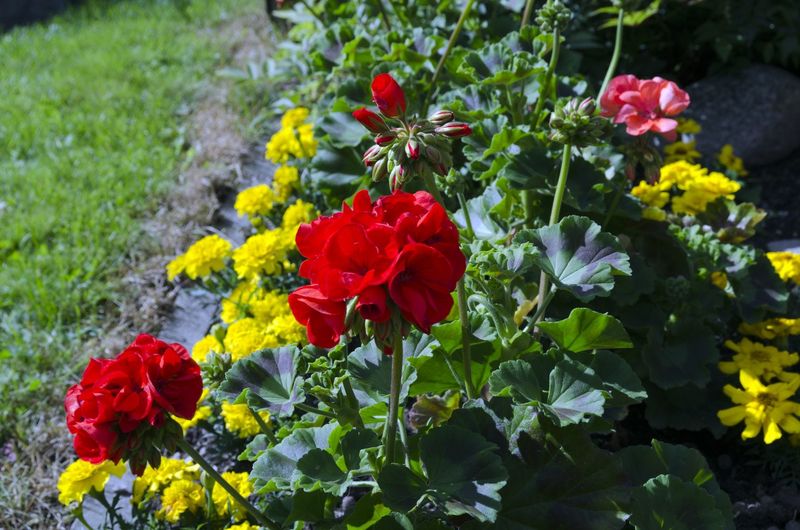 Your Michigan Geraniums Will Bloom Longer If You Do This In May