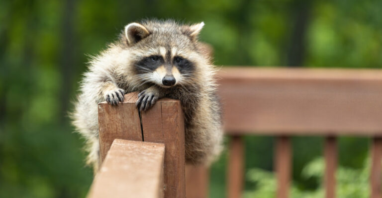 Your Missouri Yard Is A Raccoon Hot Spot After Dark, Here Is Why And What To Do About It