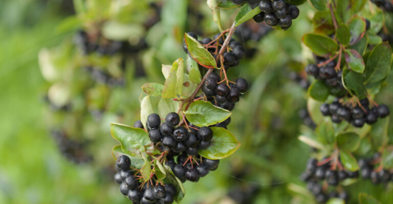 aronia