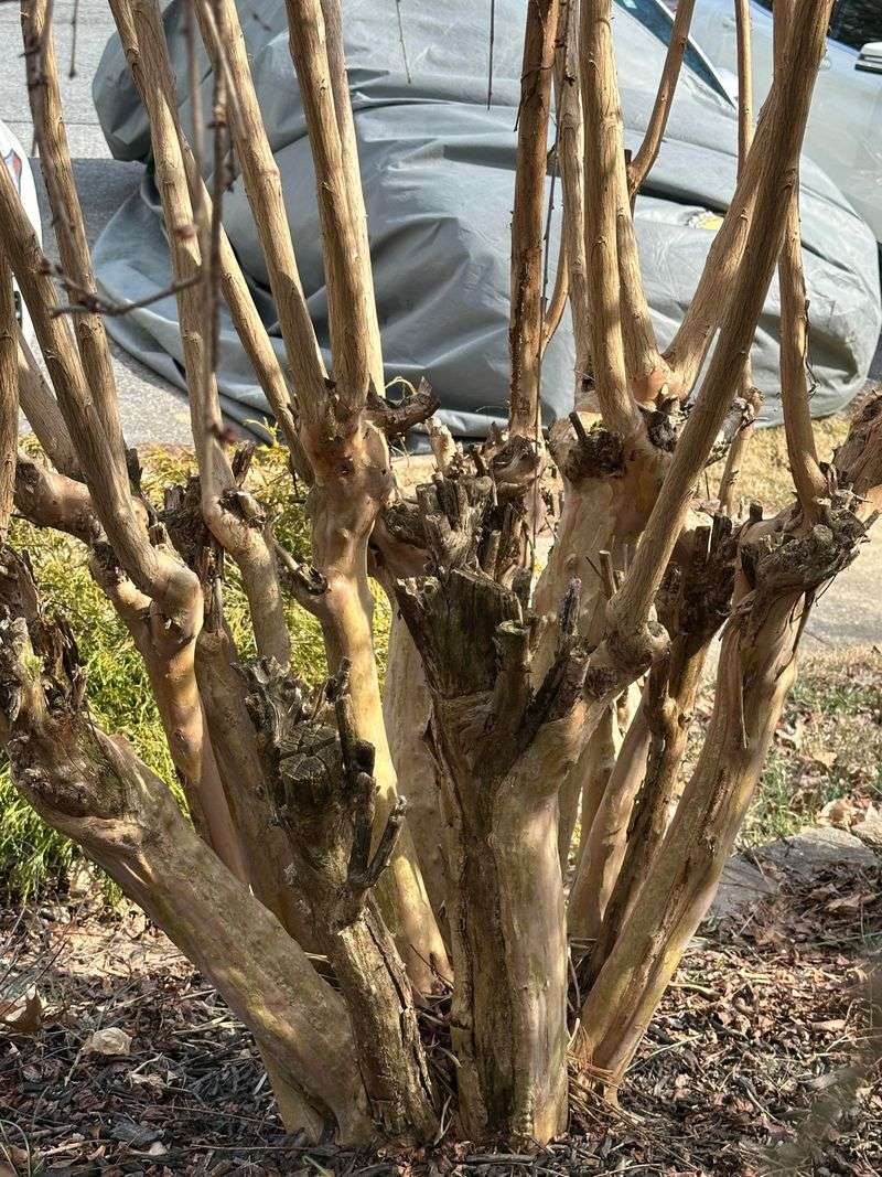 Your Over-Trimmed Crape Myrtle Is Not A Lost Cause Your Over-Trimmed Crape Myrtle Is Not A Lost Cause