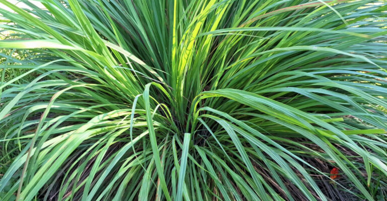 Your Patio Needs This Plant Before Louisiana’s Mosquito Season Hits
