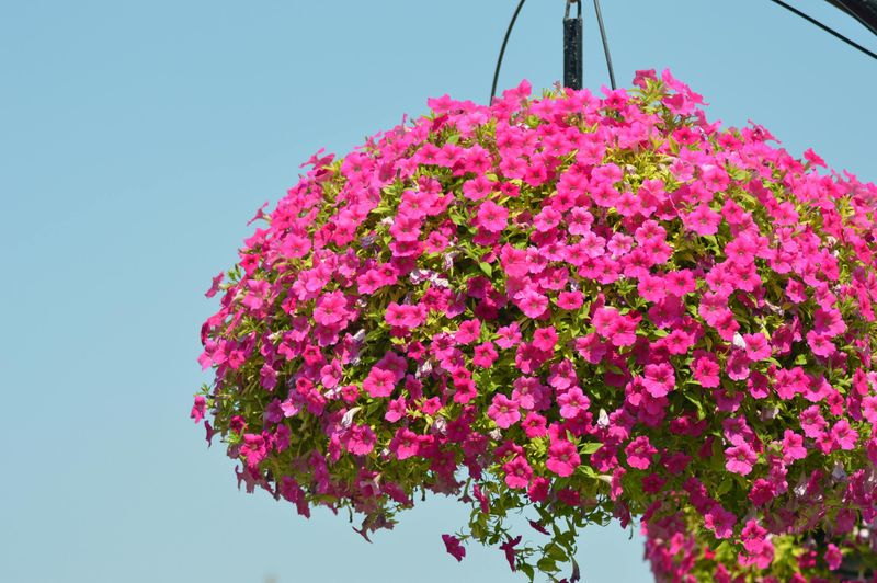 Your Petunias Are Fighting Sun And Wind Every Day Your Petunias Are Fighting Sun And Wind Every Day