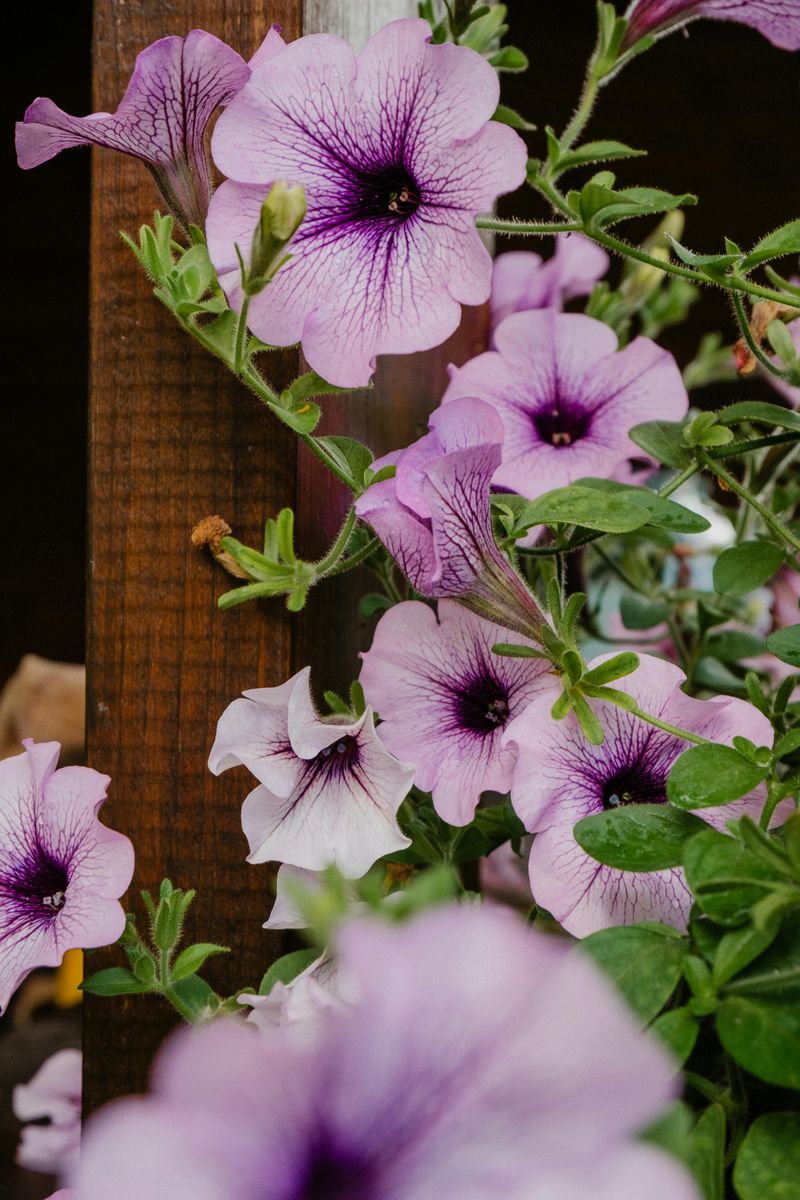 Your Petunias Have Outgrown Their Home Your Petunias Have Outgrown Their Home