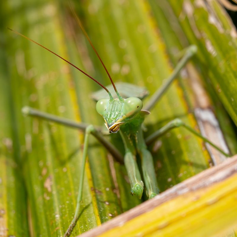 Your Plants Offer Good Cover For Hunting And Egg-Laying Your Plants Offer Good Cover For Hunting And Egg-Laying