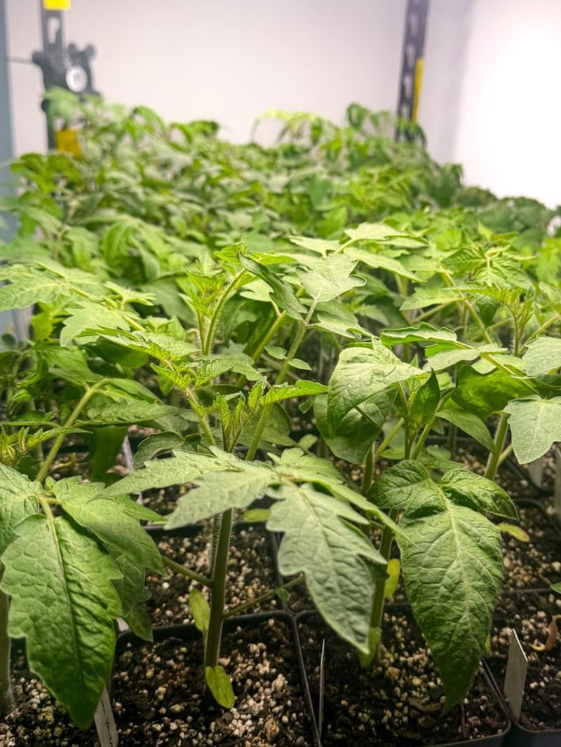 Your Tomatoes Need More Space Than You Think