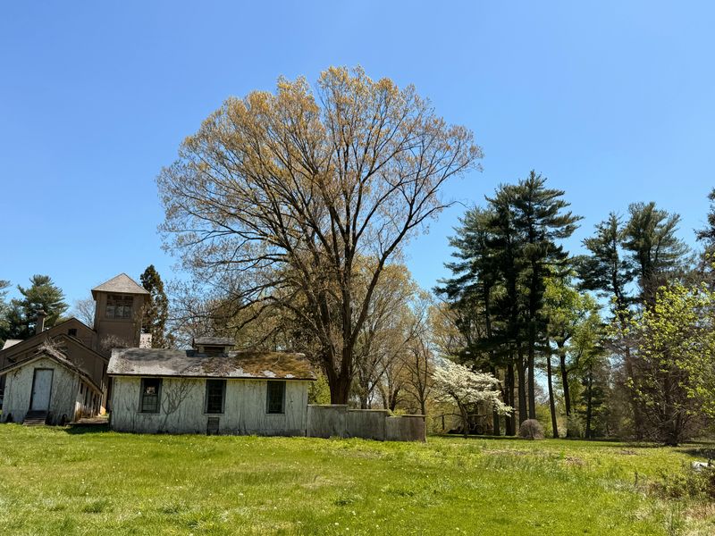 A large, mature tree towering over a residential property