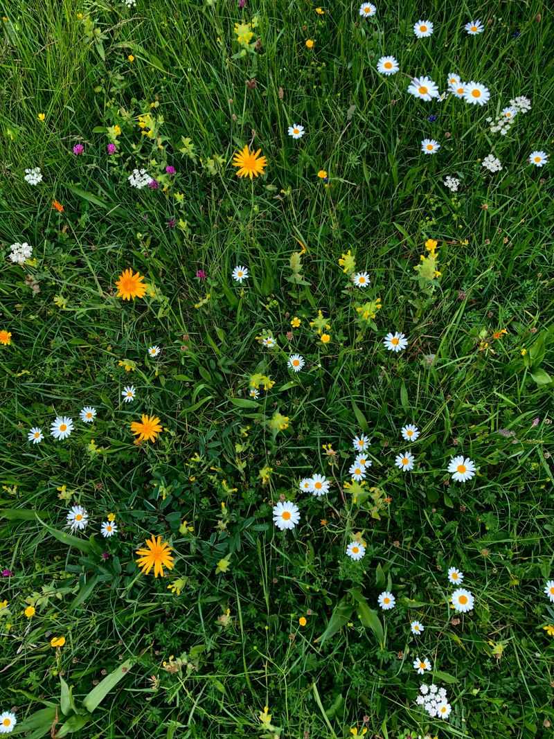 Your Yard Has Been Hiding Wildflowers This Whole Time