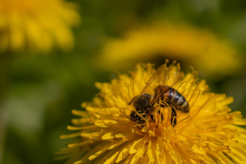 You're Feeding The Bees When They Need It Most