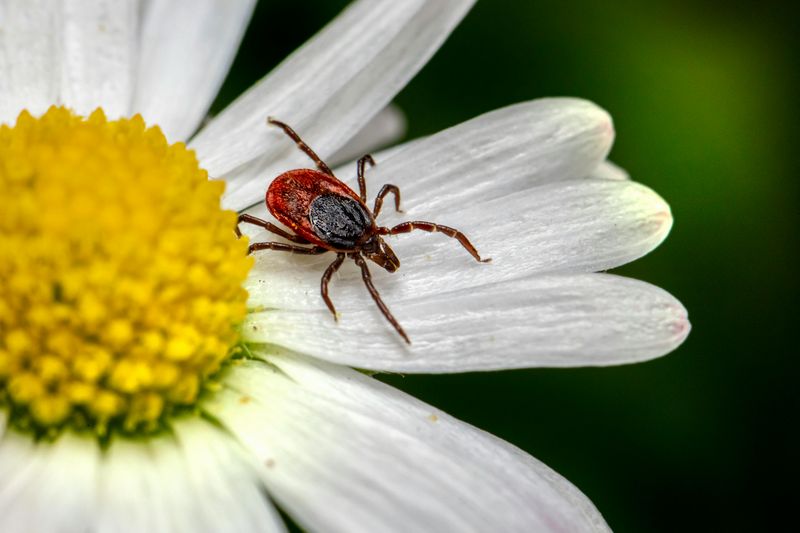 You're Ignoring Wildlife Attractants