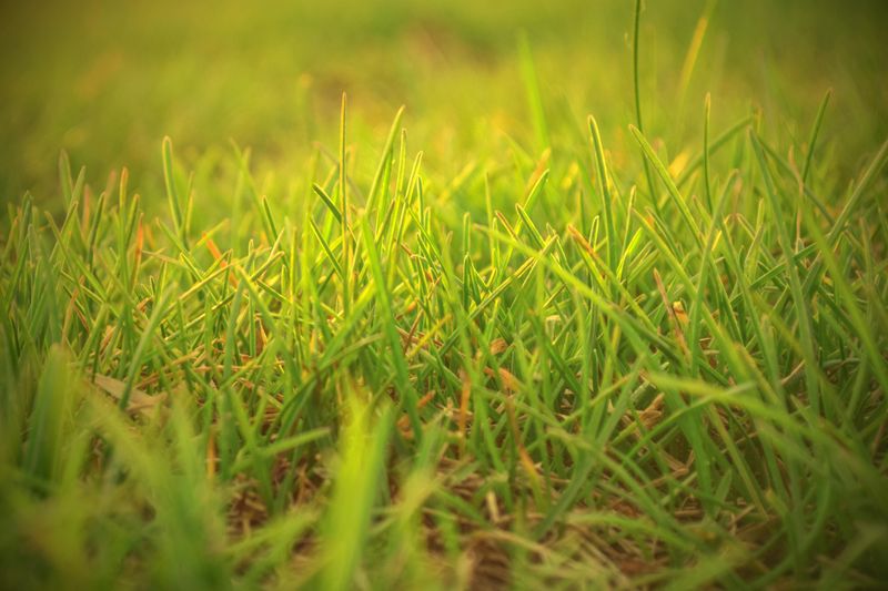 You're Letting Grass Grow Too Long